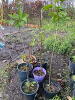 Seringenboom, Tuin en Terras, Planten | Bomen, Lente, Overige soorten, Ophalen of Verzenden, 100 tot 250 cm