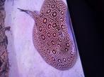Potamotrygon mini marble pups, Dieren en Toebehoren, Vissen | Aquariumvissen, Vis