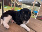 Pups Friese Stabij x Beaglier te koop!, Rabiës (hondsdolheid), 8 tot 15 weken, Meerdere, Meerdere dieren