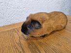 3 knappe cavia beren, Dieren en Toebehoren, Knaagdieren, Juli, Mannelijk, Cavia