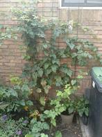 Frambraam (Tayberry) plant, Ophalen, Volle zon, Vaste plant, Zomer