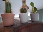 Cactus mini 3 stuks, Tuin en Terras, Rond, Binnen, Ophalen of Verzenden, Zo goed als nieuw