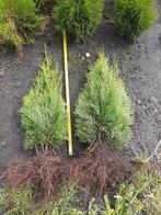 Thuja occidentalis Smaragd/plantgoed  40/60cm bossig planten, Ophalen