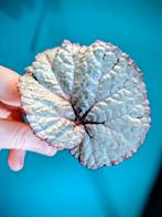 Begonia Lion Dance, Lime Fever en Silver Dollar, Huis en Inrichting, Kamerplanten, Ophalen of Verzenden, Halfschaduw, Minder dan 100 cm