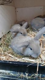 Hele mooie jonge NHD  kleur isabella, Ned Hangoor dwergjes, Dieren en Toebehoren, Meerdere dieren, Dwerg, Hangoor, 0 tot 2 jaar