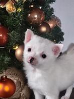 Super mooie pomchi pup te koop!, België, Particulier, Rabiës (hondsdolheid), 8 tot 15 weken