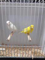 Te koop kanarie koppel, Dieren en Toebehoren, Vogels | Kanaries, Meerdere dieren, Kleurkanarie