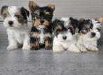 4 lieve mooie yorkshire bieuwer, Dieren en Toebehoren, Yorkshire Terriër, Rabiës (hondsdolheid), 8 tot 15 weken, Meerdere