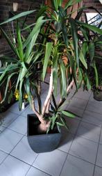 Yucca/ palmlelie, Huis en Inrichting, Kamerplanten, Yucca, Ophalen