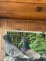 Sierduiven, Dieren en Toebehoren, Vogels | Overige Vogels, Meerdere dieren