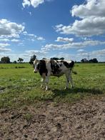 Dekstier, Dieren en Toebehoren, Vrouwelijk
