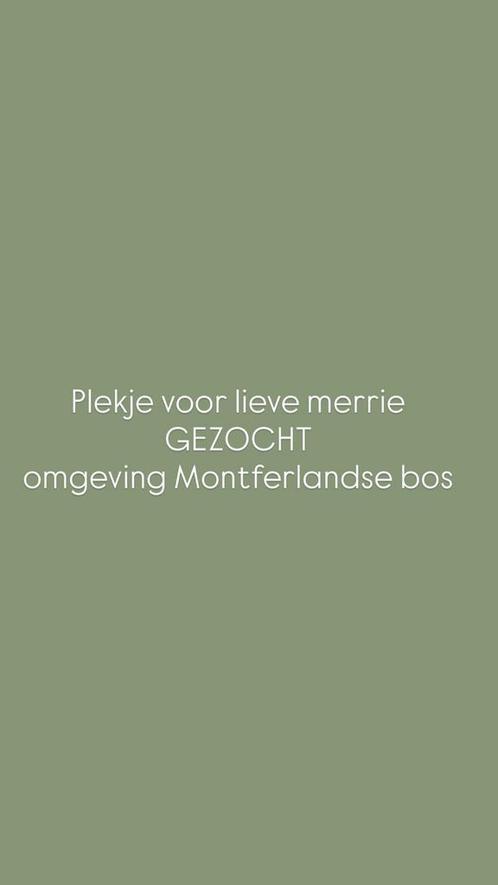 Gezocht stalling en weidegang Montferland beek zeddam kilder, Dieren en Toebehoren, Stalling en Weidegang, Weidegang