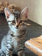 Boerderijkittens supertam, Dieren en Toebehoren, Katten en Kittens | Overige Katten, Meerdere dieren
