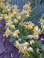 gele (wilde) primula, rijk en lang bloeiend biologisch, Tuin en Terras, Planten | Tuinplanten, Ophalen, Lente, Vaste plant, Overige soorten