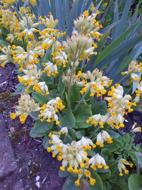 gele (wilde) primula, rijk en lang bloeiend biologisch, Tuin en Terras, Planten | Tuinplanten, Vaste plant, Overige soorten, Lente