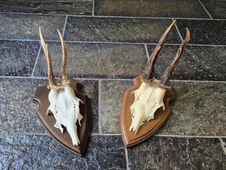 2 mooie ree geweien samen € 17,50 jacht hut mancave kerst e3, Verzamelen, Dierenverzamelingen, Gebruikt, Gewei of Kop, Hert, Ophalen of Verzenden