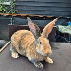 Super lieve gecastreerde ram 1,5 jaar, Dieren en Toebehoren, Mannelijk, Groot, 0 tot 2 jaar