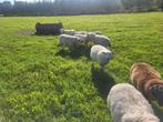Ooi lammeren, Dieren en Toebehoren, Schapen, Geiten en Varkens, Vrouwelijk, Schaap