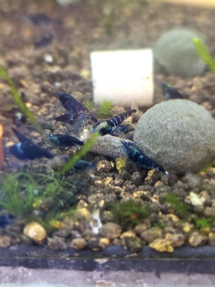 caridina dragon blood, Dieren en Toebehoren, Vissen | Aquariumvissen, Zoetwatervis, Kreeft, Krab of Garnaal, Schoolvis