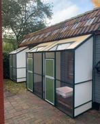 Duivenhok (zonder rennen) met 3 Habru spoetnikken., Mannelijk, Postduif