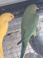 2 halsbandparkieten pop en man, Meerdere dieren, Parkiet, Tam