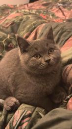 Britsekorthaar raszuiver blue hazel koper kleur ogen, Dieren en Toebehoren