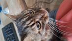Kater vermist!, Kat