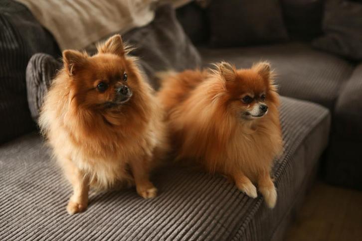 2 pomeriaan hondjes, Dieren en Toebehoren, Honden | Chihuahua's en Gezelschapshonden, Reu, Overige rassen, Particulier, Meerdere