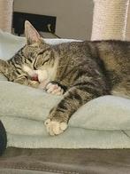 Lieve aanhankelijke poes!, Dieren en Toebehoren, Katten en Kittens | Overige Katten, Poes, Kortharig, 3 tot 5 jaar