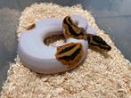 0.1 Yellowbelly Pied ball python regius te koop, Dieren en Toebehoren, Reptielen en Amfibieën, Slang, Tam, 0 tot 2 jaar
