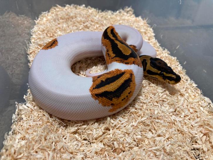 0.1 Yellowbelly Pied ball python regius te koop, Dieren en Toebehoren, Reptielen en Amfibieën, Slang, 0 tot 2 jaar, Tam