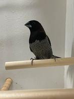 Japanse meeuw zwartbruin, Meerdere dieren