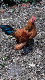 Jonge sabelpoot hanen, Dieren en Toebehoren, Pluimvee, Mannelijk, Kip