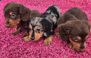 Te koop mooie langhaar Dwerg Teckels pups (tekkel) beschikbaar voor biedingen