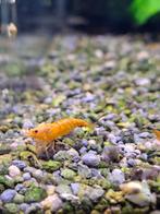 Oranje garnalen (geschikt voor kraanwater), Dieren en Toebehoren, Vissen | Aquariumvissen, Kreeft, Krab of Garnaal, Zoetwatervis
