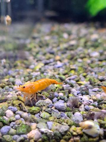 Oranje garnalen (geschikt voor kraanwater) beschikbaar voor biedingen