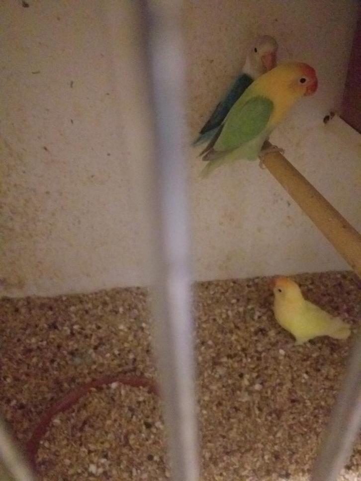 Fischeri dilutte opaline bewezen kweekkoppels 2023 broedrijp, Dieren en Toebehoren, Vogels | Parkieten en Papegaaien, Dwergpapegaai of Agapornis