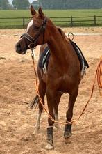 ## knappe 11 jarige merrie 1.47m met paspoort en papier ##, Merrie, Gechipt, Onbeleerd, Recreatiepony