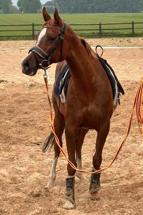 ## knappe 11 jarige merrie 1.47m met paspoort en papier ##, Dieren en Toebehoren, Pony's, Merrie, Onbeleerd, D pony (1.37m tot 1.48m)