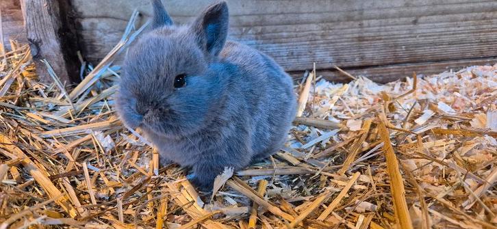 leuke jonge konijntjes 🐇🐇🐇, Dieren en Toebehoren, Konijnen, Dwerg, Geslacht onbekend, 0 tot 2 jaar, Hangoor