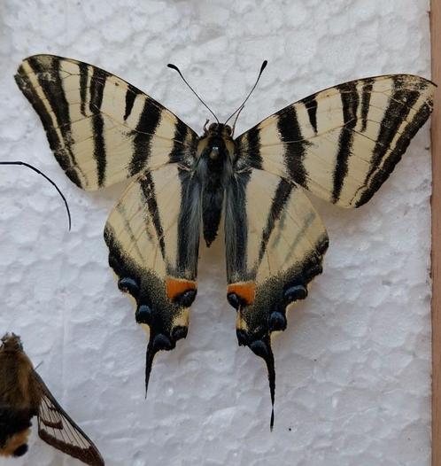 Geprepareerde Koningspage Vlinder, Verzamelen, Dierenverzamelingen, Insect, Ophalen of Verzenden