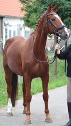 Ervaren bijrijder gezocht / dressuur paard / Lease paard, Dieren en Toebehoren, Paarden en Pony's | Verzorgingsproducten, Ophalen