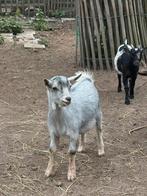 Dwerggeit bokje te huur, Dieren en Toebehoren, Schapen, Geiten en Varkens, Mannelijk, Geit