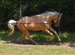 Zeer mooie Andalusier palomino dame., Merrie, Dressuurpaard, Zadelmak, 3 tot 6 jaar