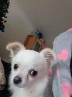 Mini chihuahua, Dieren en Toebehoren, Honden | Chihuahua's en Gezelschapshonden, België, Particulier, Rabiës (hondsdolheid), Reu