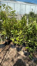 Magnolia susan grote planten met grote kluit hoog 100/125, Ophalen, Lente, Vaste plant, Halfschaduw