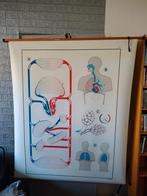 Longen Vintage Schoolposter Menselijk Lichaam Anatomie, Antiek en Kunst, Antiek | Schoolplaten, Ophalen of Verzenden, Natuur en Biologie