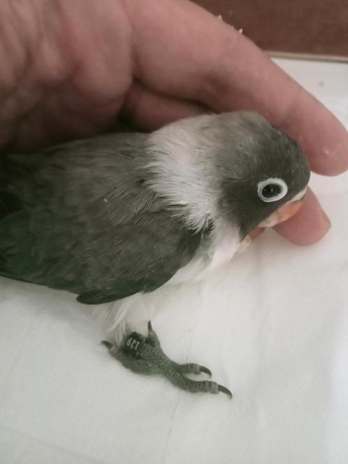 Prachtige piep jonge agapornis personata turquoise euwing, Dieren en Toebehoren, Vogels | Parkieten en Papegaaien, Dwergpapegaai of Agapornis