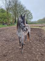 Arabisch Volbloed (super stamboom & geweldig lief), Dieren en Toebehoren, Recreatiepaard, Hengst, 0 tot 2 jaar, Gechipt