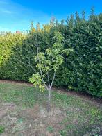 2x Kersenboom - Jonge Boom, Tuin en Terras, Planten | Bomen, Overige soorten, Lente, 100 tot 250 cm, Ophalen